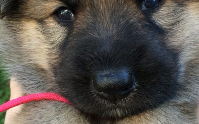 German Shepherd Puppies